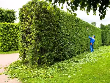 Ons grote (online) aanbod haagplanten: ontdek de verschillende soorten hagen