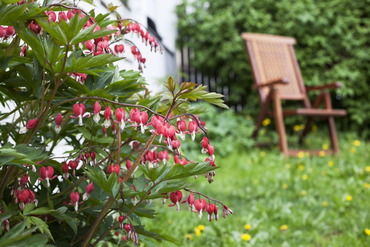 Planten die bloeien in de (half)schaduw