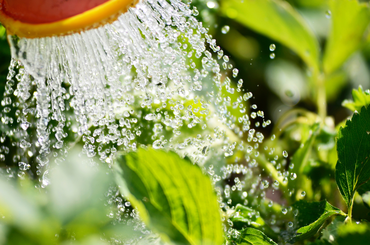 Vijf tips voor het bewateren van je tuin deze zomer