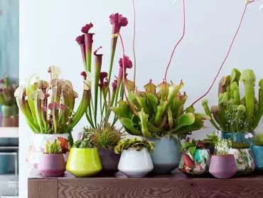 Vleesetende planten: Woonplanten van de maand augustus