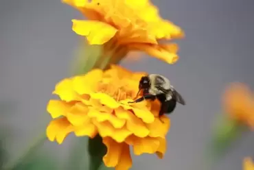 Wereld Bijendag 2020