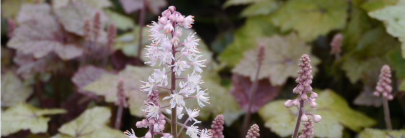 Schuimbloem kopen | bijSTOX.nl