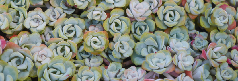 Sedum of vetkruid kopen | bijSTOX.nl