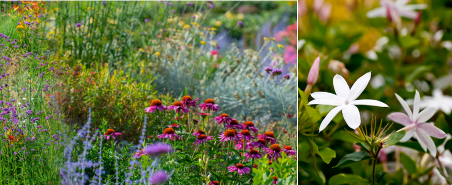 Vaste planten kopen | bijSTOX