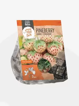 Aardbei Pineberry per 3 stuks