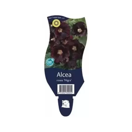 Alcea rosea 'Nigra' - Zwarte stokroos