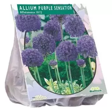 Allium Aflatunense Purple Sensation Per 15