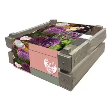 Allium Friends Garden In Crate