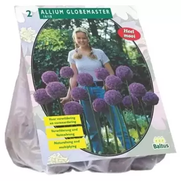 Allium Globemaster Per 2