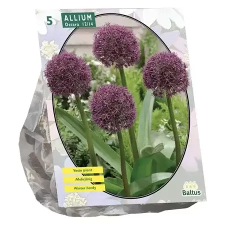 Allium Ostara Per 5