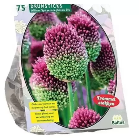 Allium Sphaerocephalon Per 15
