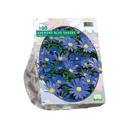Anemone Blanda Blauw per 100