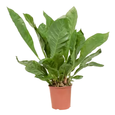 Anthurium ellipticum - Anthurium   h100cm pot 30cm