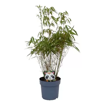 Fargesia rufa - Bamboe 60-80 cm p23 - afbeelding 2