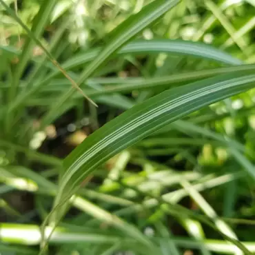Calamagrostis acutiflora 'Avalanche' - Struisriet - afbeelding 1