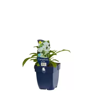Campanula persicifolia 'Alba' - Klokjesbloem