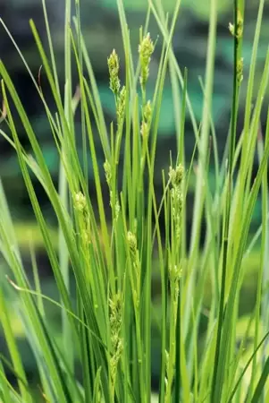 Carex brunnea 'Magic Green' - Zegge - afbeelding 1
