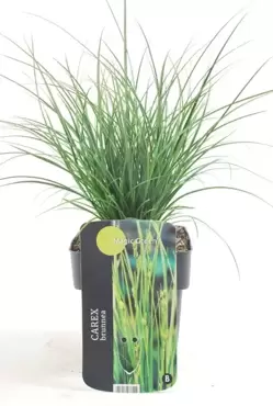 Carex brunnea 'Magic Green' - Zegge - afbeelding 2