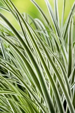 Carex oshimensis 'Everest PBR' - Zegge - afbeelding 1
