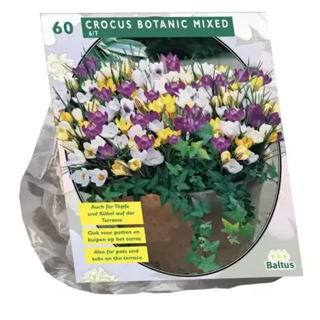 Crocus Botanisch Mix per 60