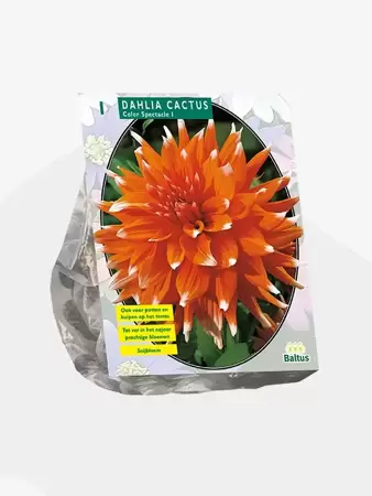 Dahlia Cactus Colour Spectacle per 1 stuks