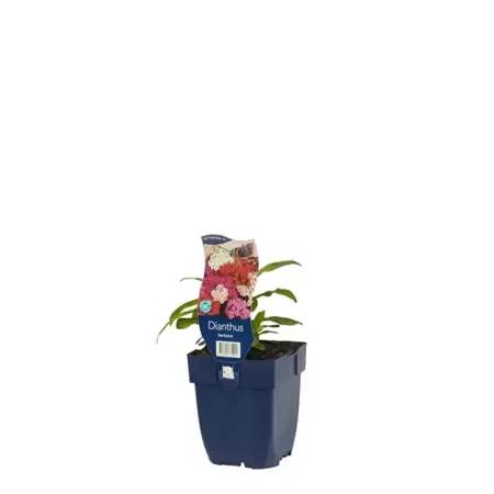 Dianthus barbatus - Duizendschoon