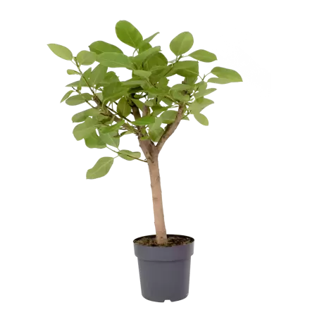 Ficus altissima - Vijg h120cm pot 27cm
