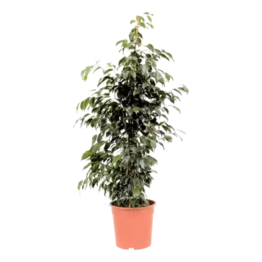 Ficus benjamina 'Danielle' - Treurvijg h140cm pot 27cm