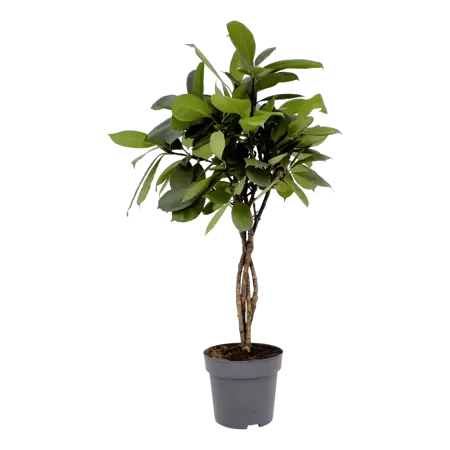 Ficus cyathistipula - Groene vijg h100cm pot 24cm
