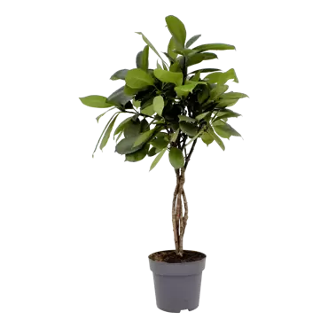 Ficus cyathistipula - Groene vijg h100cm pot 24cm