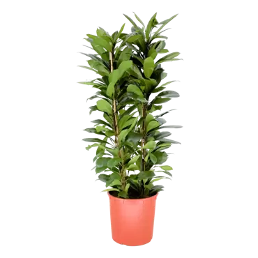 Ficus cyathistipula - Groene vijg h130cm pot 34cm