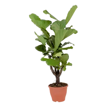 Ficus lyrata - Vioolplant h60cm pot 21cm