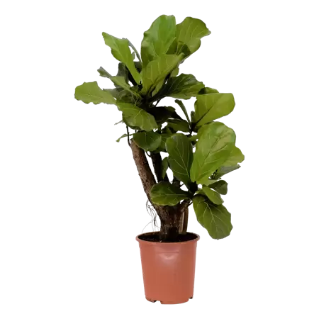 Ficus lyrata - Vioolplant h110cm pot 27cm