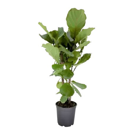 Ficus lyrata - Vioolplant h130cm pot 27cm