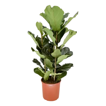 Ficus lyrata - Vioolplant h140cm pot 34cm