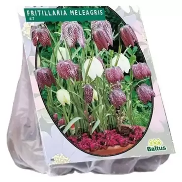 Fritillaria Meleagris Per 30