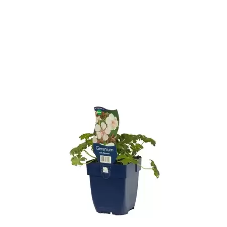 Geranium cantabrigiense 'Biokovo' - Ooievaarsbek