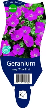 Geranium 'Max Frei' - afbeelding 2