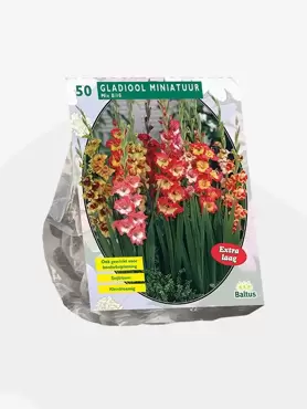 Gladiolus Miniatuur Gemengd per 50 stuks