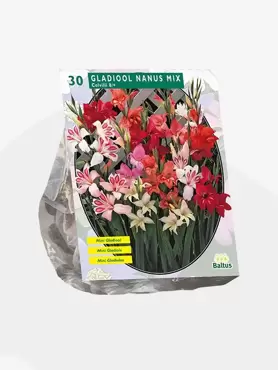 Gladiolus Nanus per 30 stuks