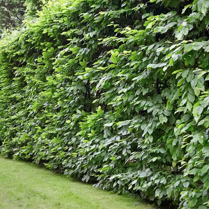 Haagplanten