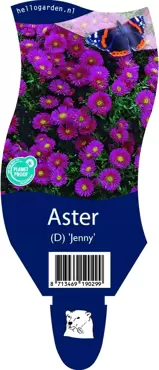 Aster 'Jenny' - afbeelding 2