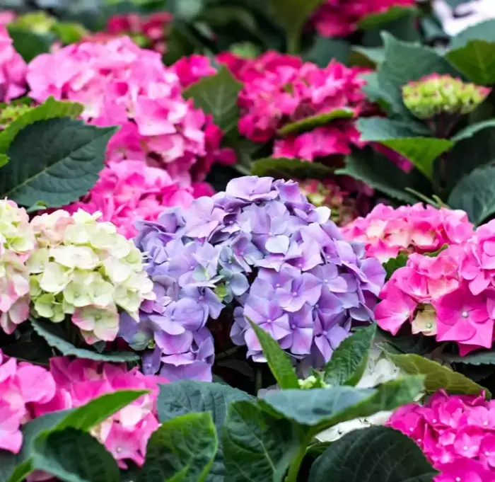 Hortensia