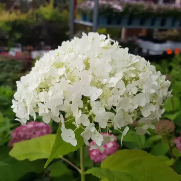 Hortensia 'Strong Annabelle' (Wit) - afbeelding 1