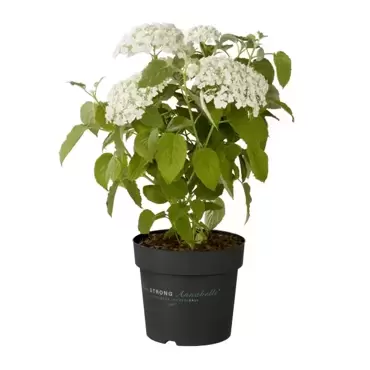 Hortensia 'Strong Annabelle' (Wit) - afbeelding 2