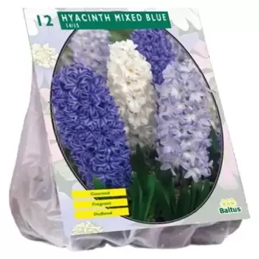 Hyacinth Mixed Blue Per 12
