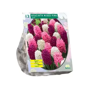 Hyacinth Mixed Pink per 12