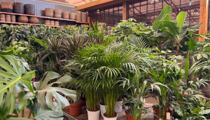 Kamerplanten