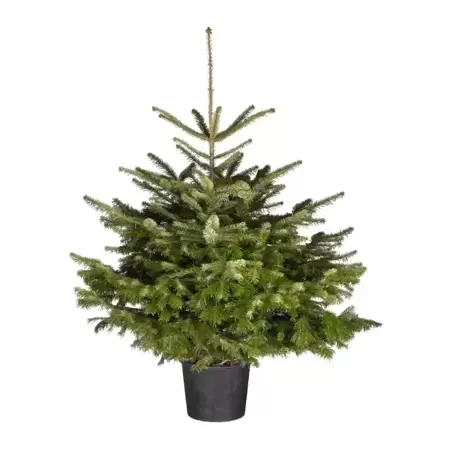 Kerstboom Abies Nordmanniana 100-125 cm in pot