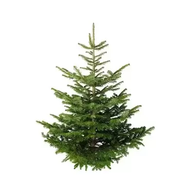 Kerstboom Abies Nordmanniana 175-200 cm gezaagd